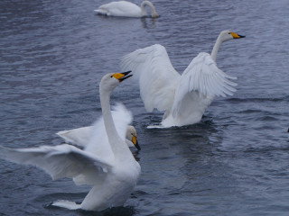 Благодаря гранту Губернатора Алтайского края в сфере туризма улучшат инфраструктуру заказника «Лебединый»