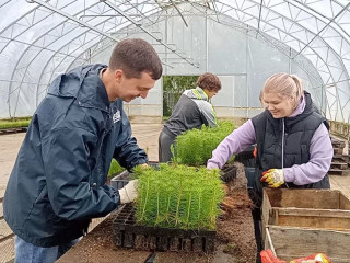 В Алтайском крае проводят отбор посадочного материала для лесовосстановления