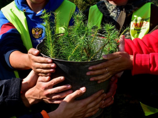 На территории памятника природы Алтайского края высадили более 4 тысяч сеянцев сосны