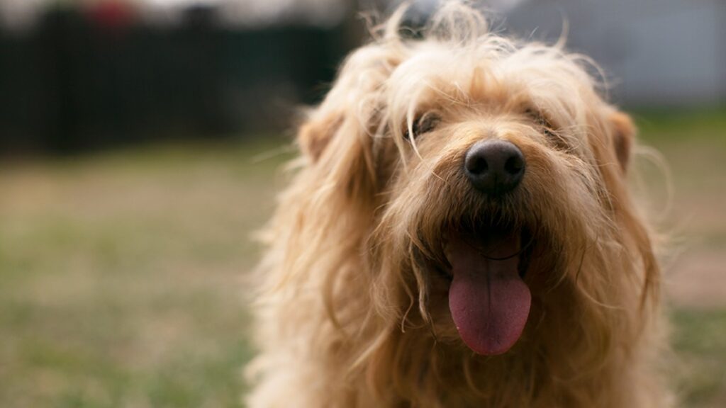 Истории героического спасения людей домашними животными – в новых сериях проекта «Лучший друг человека» на ТВ-3