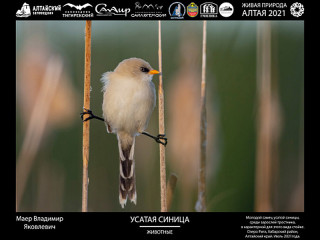 Фотоработы победителей международного проекта «Живая природа Алтая» представят в Барнауле