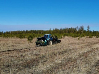 В Алтайском крае за первую неделю лесокультурного сезона высадили почти два миллиона сеянцев хвойных пород