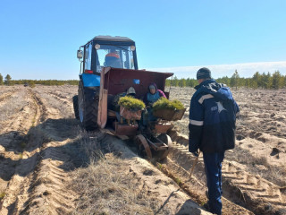 Более 5 миллионов саженцев сосен высажено в Алтайском крае этой весной