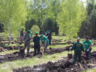 Почти 700 тысяч саженцев сосны, ели, кедра высажено в этом году в Алтайском крае в ходе Международной акции «Сад Памяти»