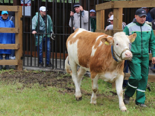 В Алтайском крае на Межрегиональном агрофоруме «День сибирского поля – 2024» представят лучших племенных сельхозживотных