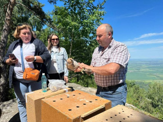 В природном парке «Предгорье Алтая» выпустили на волю краснокнижных соколов – балобанов и сапсанов